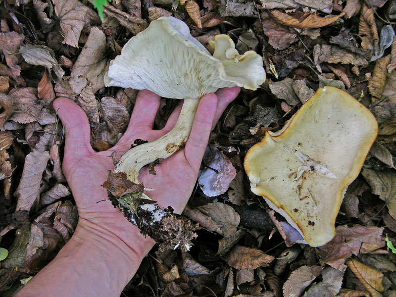 Ritrovamenti di oggi 8 maggio.